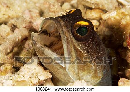 Indonesia, Sulawesi, Wakatobi, Yellowbarred Jawfish (Opistognathus Randalli) View Large Photo Image Stock Image - Indonesia, Sulawesi, Wakatobi, Yellowbarred Jawfish (Opistognathus Randalli). Fotosearch