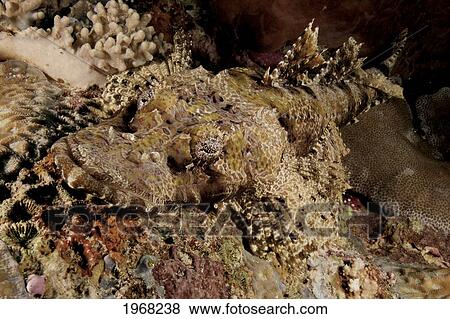 Stock Photo - Indonesia, Sulawesi, Wakatobi, Crocodile Fish (Cymbacephalus Beauforti). Fotosearch