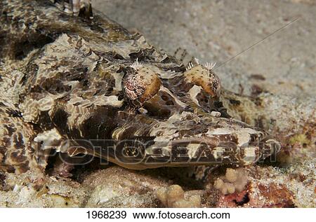 Indonesia, Sulawesi, Wakatobi, Crocodile Fish (Cymbacephalus Beauforti) View Large Photo Image Stock Photo - Indonesia, Sulawesi, Wakatobi, Crocodile Fish (Cymbacephalus Beauforti). Fotosearch