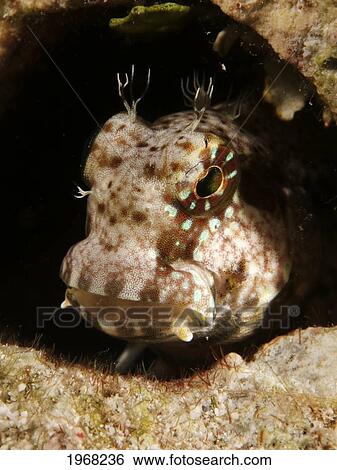 Stock Photograph - Indonesia, Sulawesi, Wakatobi, Fringehead Blenny Sticking Out From Reef.. Fotosearch