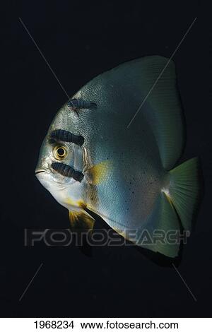 Picture - Indonesia, Sulawesi, Wakatobi, Teluk Maya, Orbicular Batfish, Platax Orbicularis With Parasitic Isopods, Night Dive.. Fotosearch