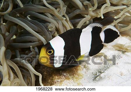 Stock Photo - Indonesia, Sulawesi, Wakatobi, Teluk Maya, Black Saddleback Anemonefish (Amphiprion Polymnus) Guarding Nest.. Fotosearch