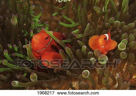 Indonesia, Sulawesi, Wakatobi, Two Spine-Cheek Anemonefish (Premnas Biaculeatus) Hiding In Anemone. View Large Photo Image Stock Photo - Indonesia, Sulawesi, Wakatobi, Two Spine-Cheek Anemonefish (Premnas Biaculeatus) Hiding In Anemone.. Fotosearch