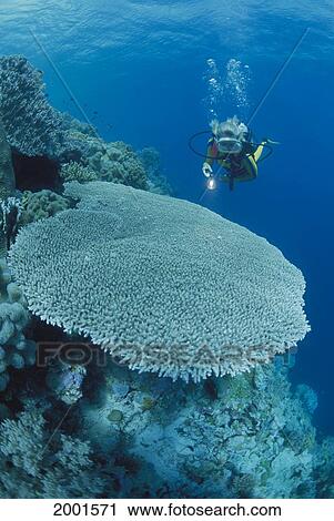 Stock Image - Indonesia, Sulawesi, Woman Diver With Flashlight Swims To Table Coral Surface Visible Background. Fotosearch
