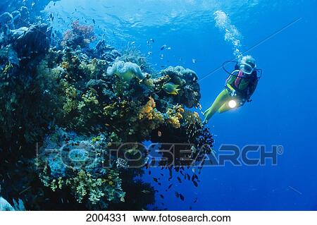 Stock Image - Indonesia, Sulawesi, Woman Diver With Flashlight Colorful Reef Scene, Surface Visible. Fotosearch