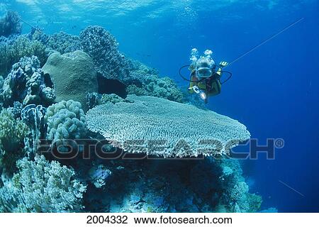 Indonesia, Sulawesi, Woman Diver With Flashlight Over Table Coral Variety Of Tropical Reef Surface Visible Background View Large Photo Image Stock Image - Indonesia, Sulawesi, Woman Diver With Flashlight Over Table Coral Variety Of Tropical Reef Surface Visible Background. Fotosearch