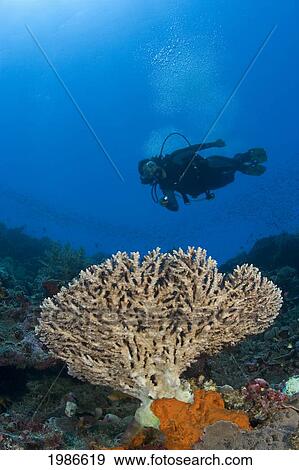 Indonesia, Table Coral Dominate This Reef Scene With A Diver In The Distance. View Large Photo Image Stock Photo - Indonesia, Table Coral Dominate This Reef Scene With A Diver In The Distance.. Fotosearch