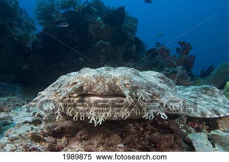 Indonesia, Tasselled Wobbegong (Eucrossorhinus Dasypogon) Sitting On A Rock On The Ocean Floor. View Large Photo Image Stock Photography - Indonesia, Tasselled Wobbegong (Eucrossorhinus Dasypogon) Sitting On A Rock On The Ocean Floor.. Fotosearch