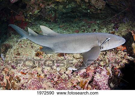 Stock Image - Indonesia, Tawny Nurse Shark (Nebrius Ferrugineus) Near Ocean Floor.. Fotosearch