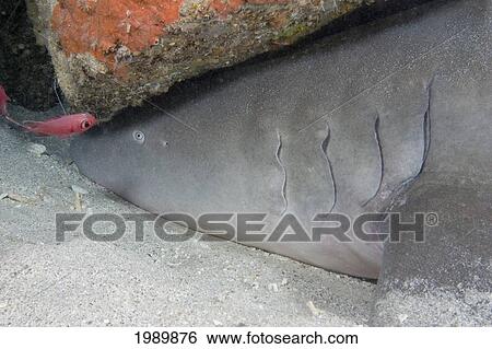 Stock Photograph - Indonesia, Tawny Nurse Shark (Nebrius Ferrugineus) Near Ocean Floor.. Fotosearch