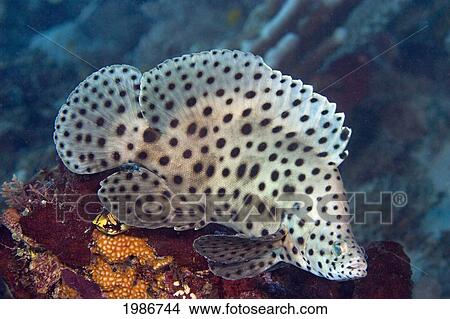 Indonesia, The Barramundi Cod (Cromileptes Altivelis) Is In The Grouper Family. View Large Photo Image Picture - Indonesia, The Barramundi Cod (Cromileptes Altivelis) Is In The Grouper Family.. Fotosearch