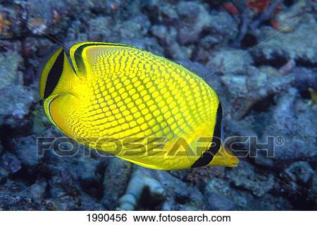 Stock Photograph - Indonesia, The Latticed Butterflyfish (Chaetodon Rafflesi). Fotosearch