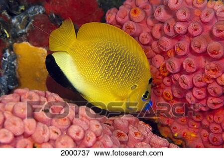 Indonesia, Three-Spot Angelfish, Bright Orange Sponge, Side View View Large Photo Image Stock Photo - Indonesia, Three-Spot Angelfish, Bright Orange Sponge, Side View. Fotosearch