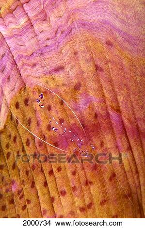 Indonesia, Top View Of Shrimp (Periclimenes Sp? ) On Anemone, Pink Orange View Large Photo Image Picture - Indonesia, Top View Of Shrimp (Periclimenes Sp? ) On Anemone, Pink Orange. Fotosearch