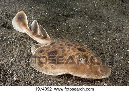 Stock Image - Indonesia, Torpedo Ray; Komodo. Fotosearch