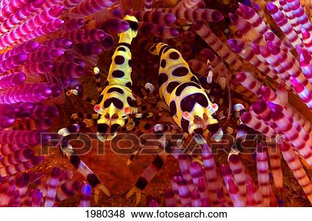 Stock Photo - Indonesia, Two Coleman Shrimp (Periclimenes Colemani) on pink urchin; Komodo Island. Fotosearch