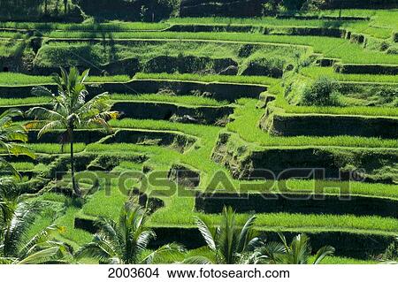 Indonesia, View Overlooking Lush Green Rice Terraces View Large Photo Image Picture - Indonesia, View Overlooking Lush Green Rice Terraces. Fotosearch