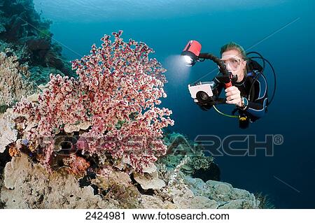 Indonesia, Wakatobi, A diver lines up her camera to photograph a fan of gorgonian coral. View Large Photo Image Stock Image - Indonesia, Wakatobi, A diver lines up her camera to photograph a fan of gorgonian coral.. Fotosearch