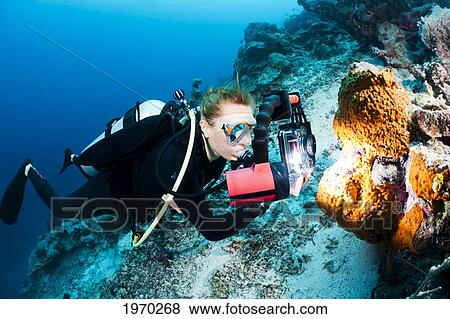 Stock Photo - Indonesia, Wakatobi, Diver Photographs A Flatworm On A Sponge. Fotosearch