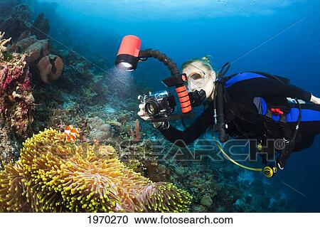 Indonesia, Wakatobi, Diver Photographing Anemonefish (Amphiprion Percula) And Their Anemone View Large Photo Image Stock Image - Indonesia, Wakatobi, Diver Photographing Anemonefish (Amphiprion Percula) And Their Anemone. Fotosearch