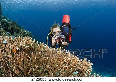 Stock Photography - Indonesia, Wakatobi, Diver photographing Damselfish and a colony of Antler coral.. Fotosearch
