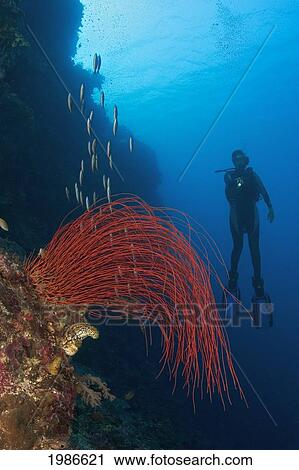 Indonesia, Whip Coral Dominates This Reef Scene With A Diver In The Distance. View Large Photo Image Stock Image - Indonesia, Whip Coral Dominates This Reef Scene With A Diver In The Distance.. Fotosearch