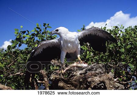 Stock Photography - Indonesia, White Bellied Sea Eagle (Haliaeetus Leucogaster) Holding A Fish With Wings Spread.. Fotosearch