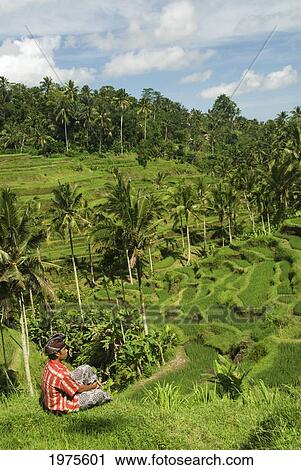 Stock Image - Indonesia, Worker In Foreground; Bali, Rice Paddies. Fotosearch