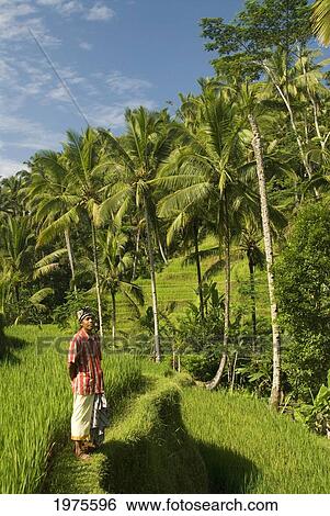 Stock Photograph - Indonesia, Worker In Foreground; Bali, Rice Paddies. Fotosearch