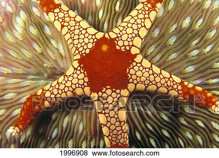 Indonesia, Yellow And Red Sea Star On Mushroom Coral, Close-Up Top View A90J View Large Photo Image Stock Photo - Indonesia, Yellow And Red Sea Star On Mushroom Coral, Close-Up Top View A90J. Fotosearch