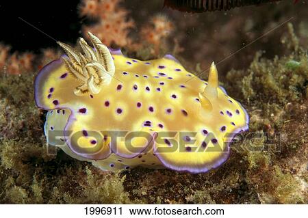 Stock Image - Indonesia, Yellow Nudibranch With Purple Spots And Edges (Chromodoris Kuniei) Detail A90C. Fotosearch