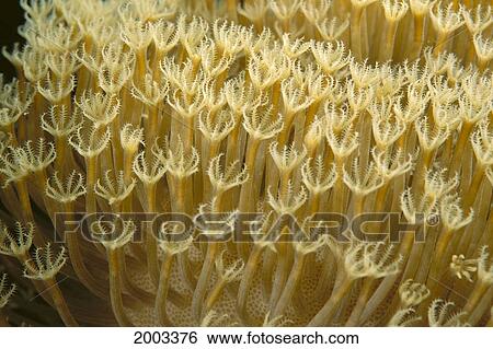 Indonesia, Yellow Soft Coral (Sarcophyton Sp? ) Close-Up View Large Photo Image Stock Photograph - Indonesia, Yellow Soft Coral (Sarcophyton Sp? ) Close-Up. Fotosearch