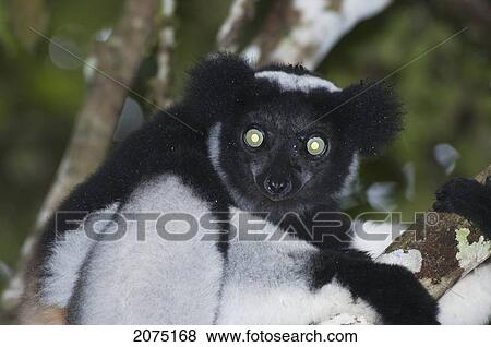 Stock Photo - Indri (Indri Indri), Andasibe-Mantadia National Park, Toamasina Province, Madagascar. Fotosearch
