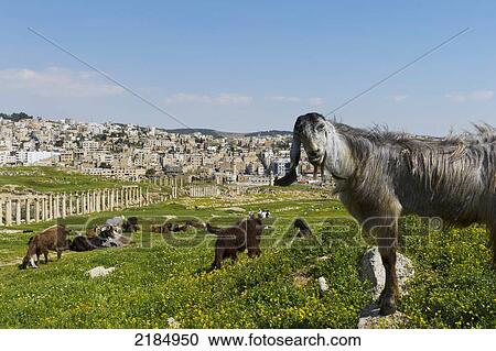 Stock Image - Inquisitive Goat In Gerasa, The Ancient City Of Jerash, The Decapolis City, Jordan, Middle East. Fotosearch