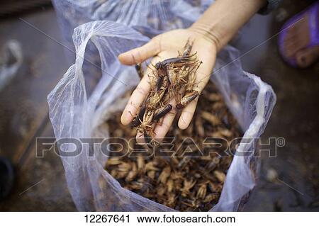 Stock Image - Insects for food; Phnom Penh, Cambodia. Fotosearch