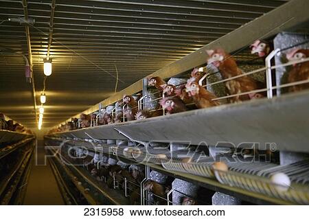 Stock Photo - Interior Of Chicken Coop; Newfoundland Canada. Fotosearch