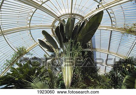 Stock Image - Interior Of Palm House. Fotosearch