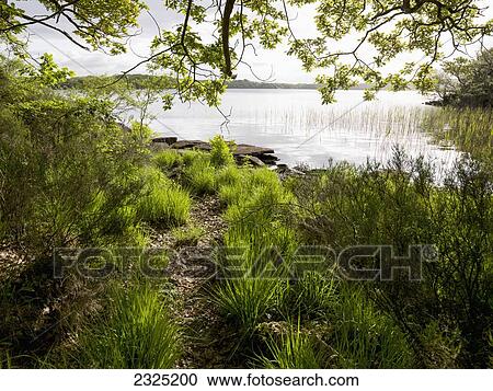 Stock Image - Ireland, County Kerry, Lush foliage on lakeshore in Killarney National Park; Killarney. Fotosearch