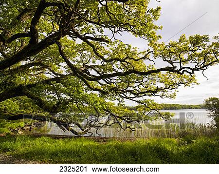 Stock Image - Ireland, County Kerry, Lush foliage on shore of Muckross Lake in Killarney National Park; Killarney. Fotosearch