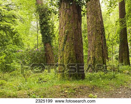 Stock Photo - Ireland, County Kerry, Moss covered tree trunks and lush foliage in forest; Killarney. Fotosearch