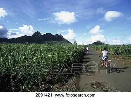 Island Interior Sugar Cane Fields, Mauritius. View Large Photo Image Stock Image - Island Interior Sugar Cane Fields, Mauritius.. Fotosearch