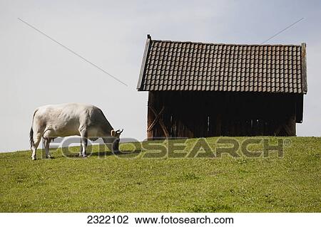 Stock Image - Italy, Alto Adige, Bolzano, Cow grazing on meadow by wooden barn. Fotosearch