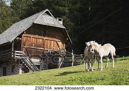 Picture - Italy, Alto Adige, Dolomites, Bolzano, Two horses in farm yard with barn in background. Fotosearch