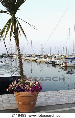 Italy, Marche, Flower pot with palm tree with boats on background; Porto San Giorgio View Large Photo Image Stock Image - Italy, Marche, Flower pot with palm tree with boats on background; Porto San Giorgio. Fotosearch