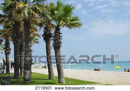 Italy, Marche, palm trees and sea; Porto Sant' Elpidio, White pebble beach with grass View Large Photo Image Stock Image - Italy, Marche, palm trees and sea; Porto Sant' Elpidio, White pebble beach with grass. Fotosearch