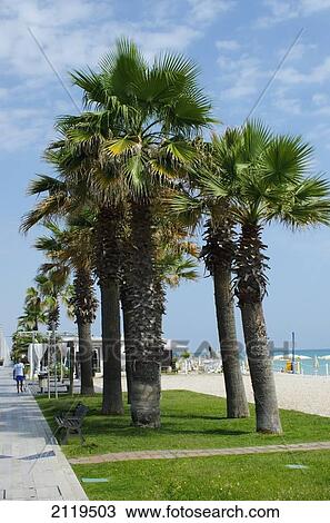 Italy, Marche, palm trees and sea; Porto Sant' Elpidio, White pebble beach with grass View Large Photo Image Stock Image - Italy, Marche, palm trees and sea; Porto Sant' Elpidio, White pebble beach with grass. Fotosearch