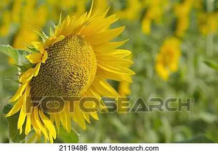 Stock Photograph - Italy, Marche, Sunflower; Lido di Fermo. Fotosearch