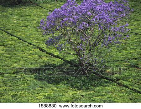 Stock Image - Jacaranda Tree In Bloom Amongst Tea Bushes On Tea Estate. Fotosearch