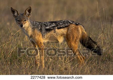 Stock Photo - Jackal, Ol Pejeta Conservancy; Kenya. Fotosearch