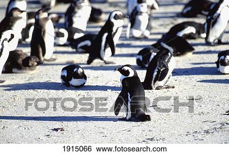 Stock Photograph - Jackass Penguin Colony. Fotosearch